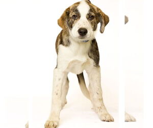 Anatolian Shepherd-Great Pyrenees Mix Dogs for adoption in Brooklyn Center, MN, USA