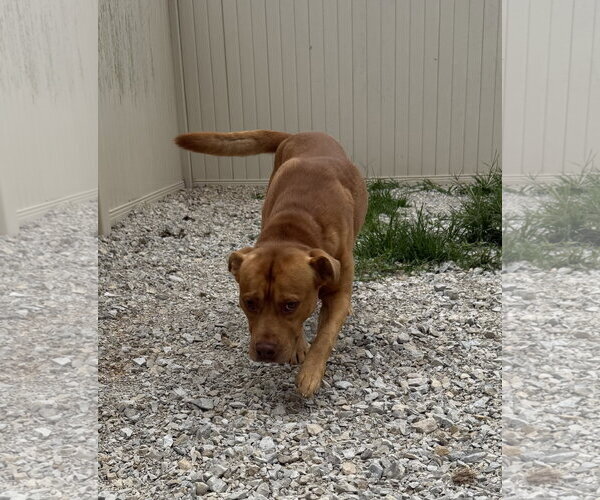 Medium Photo #5 American Pit Bull Terrier-Unknown Mix Puppy For Sale in Corning, AR, USA