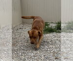 Small #4 American Pit Bull Terrier Mix