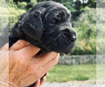 Small Photo #15 Goldendoodle Puppy For Sale in FERGUSON, NC, USA