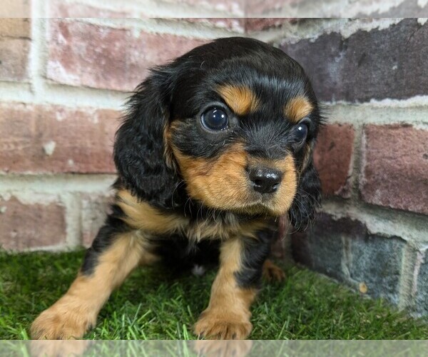 Medium Photo #11 Cavalier King Charles Spaniel Puppy For Sale in MOBERLY, MO, USA