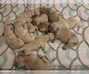 Golden Retriever Puppy for sale in LYNCHBURG, VA, USA
