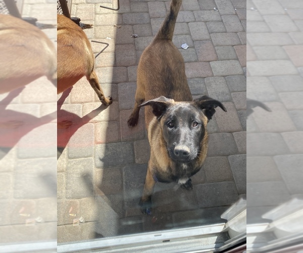 Medium Photo #3 Belgian Malinois Puppy For Sale in OXNARD, CA, USA