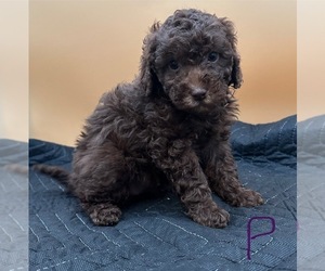 Poodle (Miniature) Puppy for Sale in AKRON, New York USA