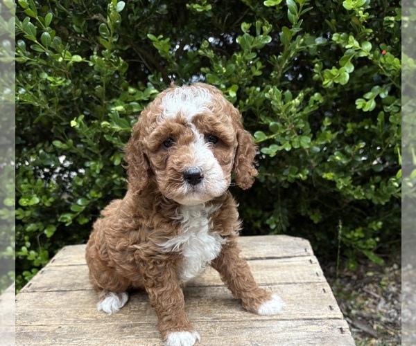 Medium Photo #2 Cockapoo (Miniature) Puppy For Sale in MIDDLEBURY, IN, USA