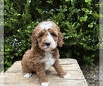 Small #1 Cockapoo (Miniature)