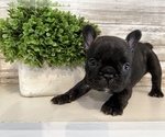 Small Photo #4 French Bulldog Puppy For Sale in BONAIRE, GA, USA
