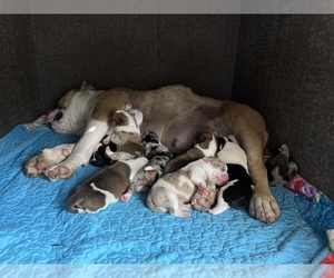 American Bully-Australian Shepherd Mix Puppy for sale in LOS ANGELES, CA, USA