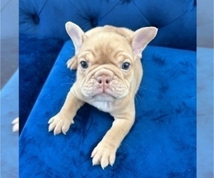 English Bulldog Puppy for sale in WILSON, WY, USA