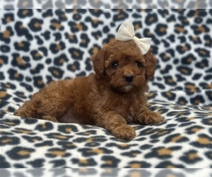 Cockapoo Puppy for sale in LAKELAND, FL, USA