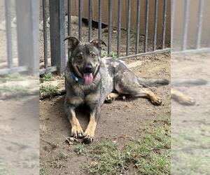 BORRIS - Male German Shepherd Dog-Unknown Mix Dog for Adoption - Photo #3