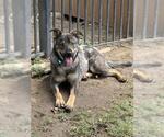 Small #2 German Shepherd Dog Mix