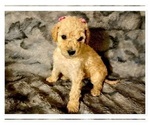 Small Photo #42 Goldendoodle Puppy For Sale in BATON ROUGE, LA, USA