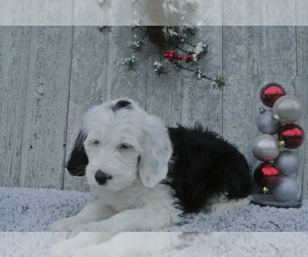 Medium Photo #3 Sheepadoodle Puppy For Sale in FREDERICKSBG, OH, USA