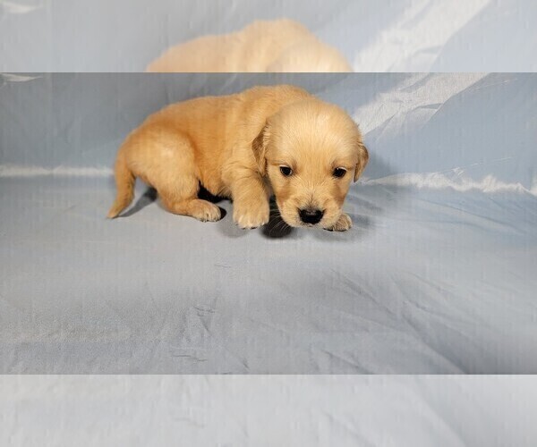 Medium Photo #7 Golden Retriever Puppy For Sale in FALCON, CO, USA