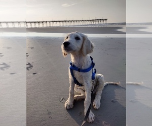 Goldendoodle Puppy for sale in CASTLE HAYNE, NC, USA