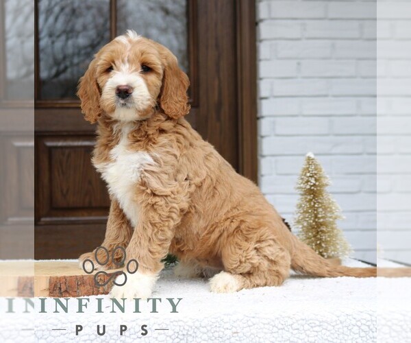 Medium Photo #1 Goldendoodle Puppy For Sale in NARVON, PA, USA