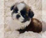 Puppy Coach Shih Tzu