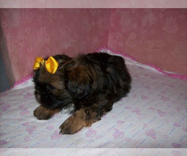 Medium Photo #5 Shih Tzu Puppy For Sale in S ZANESVILLE, OH, USA