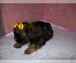 Small #4 Shih Tzu