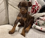 Puppy Puppy 3 Doberman Pinscher