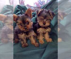 Yorkshire Terrier Puppy for sale in SALUDA, SC, USA