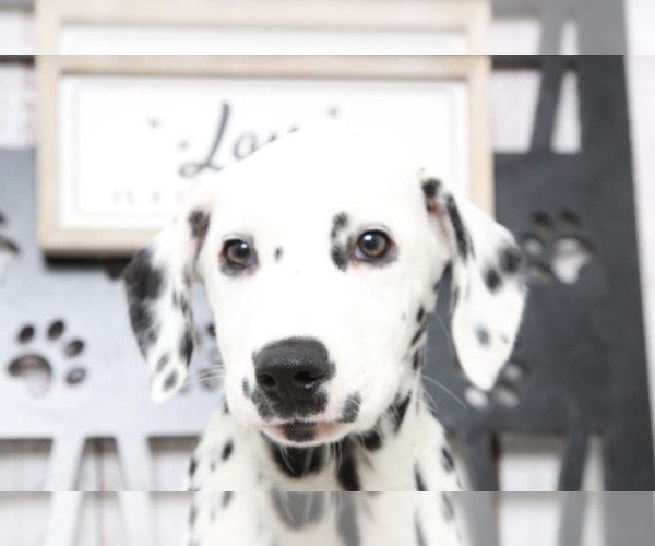 Medium Photo #2 Dalmatian Puppy For Sale in MARIETTA, GA, USA