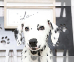 Small Photo #2 Dalmatian Puppy For Sale in MARIETTA, GA, USA