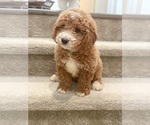Small Photo #3 Goldendoodle (Miniature) Puppy For Sale in ARCADIA, CA, USA