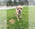 Small #1 Pug-Shih Tzu Mix