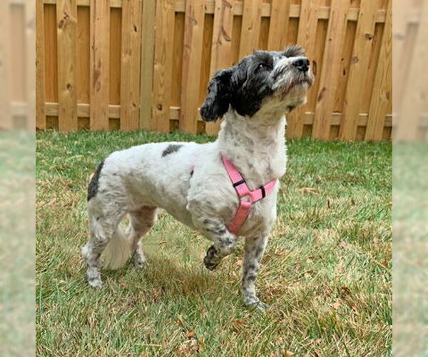 Medium Photo #2 Mutt Puppy For Sale in Arlington, VA, USA