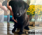 Small Photo #4 Belgian Malinois Puppy For Sale in GRANT, AL, USA
