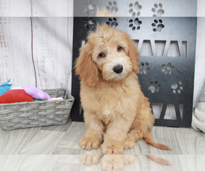 Goldendoodle (Miniature) Puppy for sale in MARIETTA, GA, USA