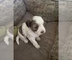 Small Photo #10 ShihPoo Puppy For Sale in SPRING VALLEY, CA, USA