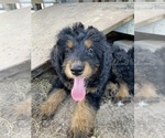 Puppy Puppy 3 Bernedoodle