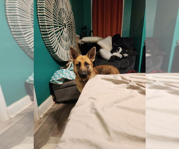 Medium Photo #2 German Shepherd Dog Puppy For Sale in garner, NC, USA