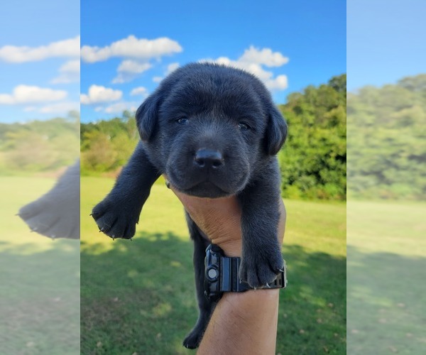 Medium Photo #4 Labrador Retriever Puppy For Sale in CONNELLYS SPRINGS, NC, USA