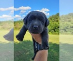 Small #3 Labrador Retriever
