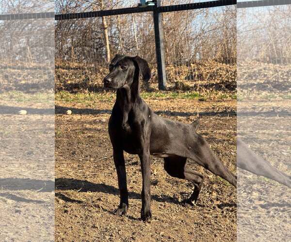 Medium Photo #1 Doberman Pinscher-Weimaraner Mix Puppy For Sale in Aurora, OH, USA