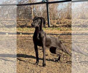Doberman Pinscher-Weimaraner Mix Dogs for adoption in Aurora, OH, USA