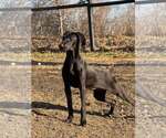 Small Doberman Pinscher-Weimaraner Mix