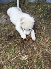 Wolf Hybrid Puppy for sale in WEST PALM BEACH, FL, USA
