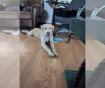 Small #2 Labrador Retriever Mix