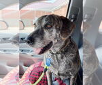 Small #9 Catahoula Leopard Dog Mix