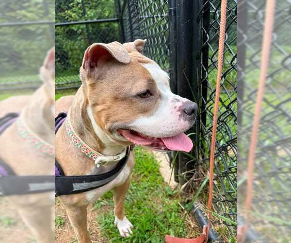 Medium Photo #3 Staffordshire Bull Terrier Puppy For Sale in Derwood, MD, USA