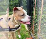 Small #2 Staffordshire Bull Terrier