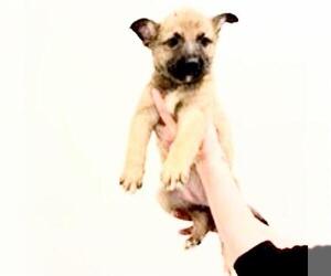 Labrador Retriever Dogs for adoption in Houston, TX, USA