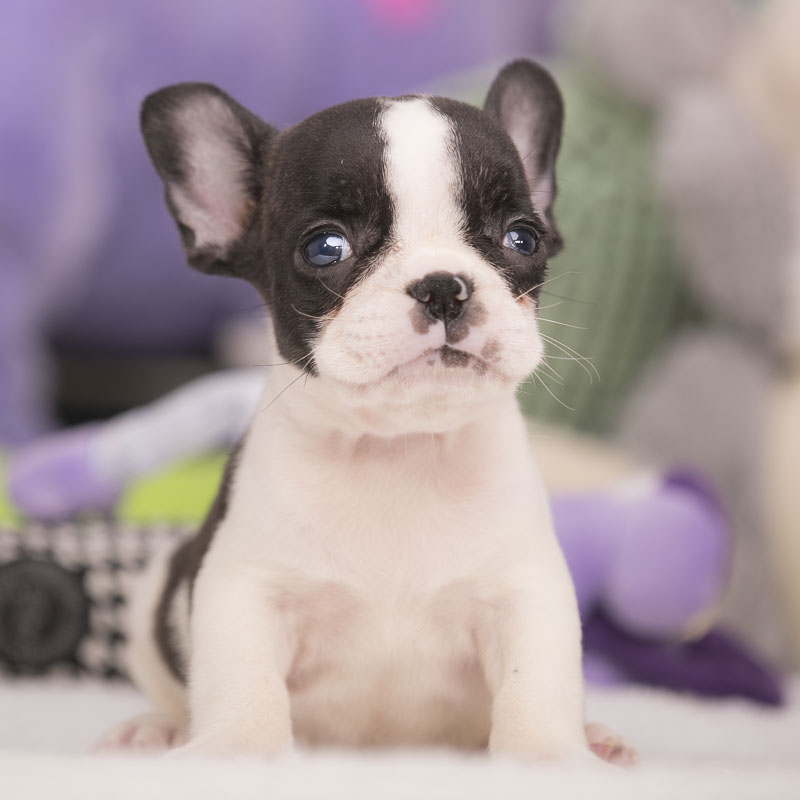 View Ad French Bulldog Puppy for Sale near Florida, FORT