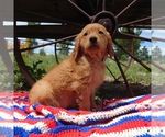 Puppy Atlas Golden Retriever