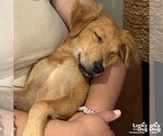Small #3 Labrador Retriever Mix